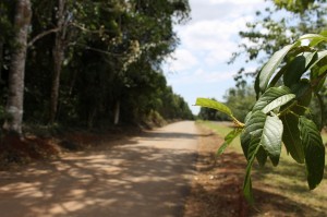 「青年図書館」への道