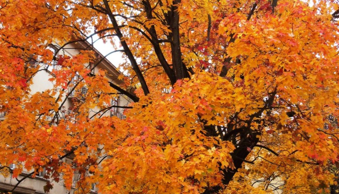 リトアニアの紅葉